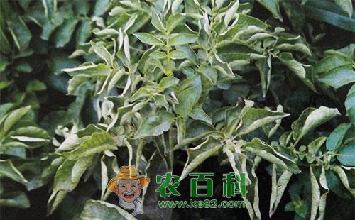 马铃薯小叶病的危害特征、发生特点及防治方法