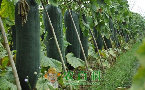 冬瓜炭疽病的症状表现、发生规律及防治方法