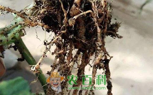 甜瓜根结线虫病的症状、传播途径、发病条件及防治措施