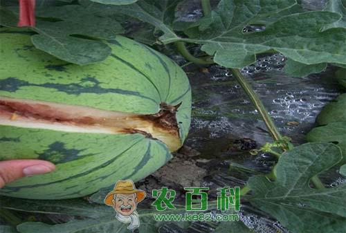 西瓜裂瓜的原因及其解决方法