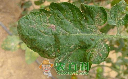 番茄斑潜蝇的习性特征、为害特点及防治方法