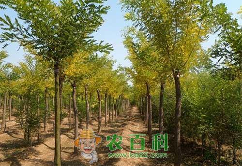 国槐抽条是什么原因，有哪些防止措施