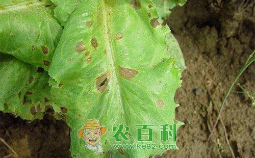 莴苣褐腐病的症状、病原、发生因素及防控措施