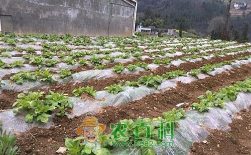 马铃薯防退化留种技术的相关知识总结