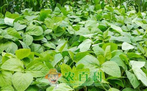 大豆品质下降是什么原因，如何提高？