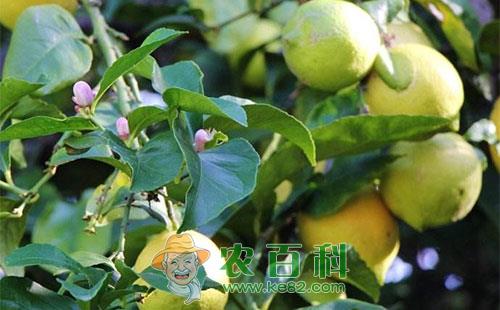 柠檬黑刺粉虱的危害及具体防治方法