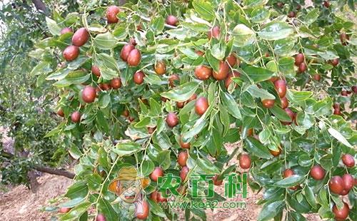 枣树低产是什么原因,有哪些丰产技术?