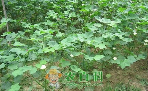 棉花野蛞蝓的为害症状、生活习性、发生规律及防治措施