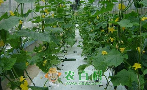 黄瓜苦味是怎么回事，黄瓜苦味预防措施