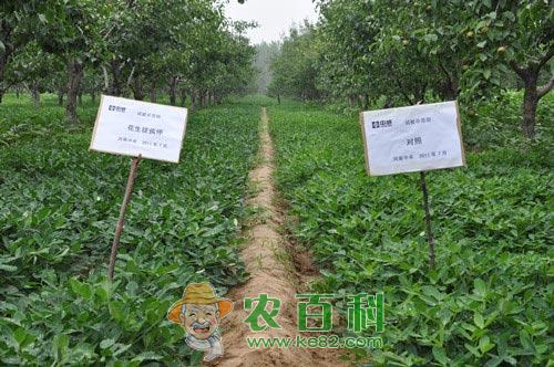 花生什么时候控旺,花生怎么控旺