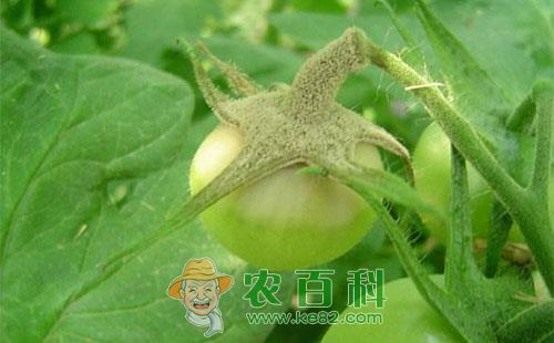 大棚番茄灰霉病的危害症状、发病条件及防治方法