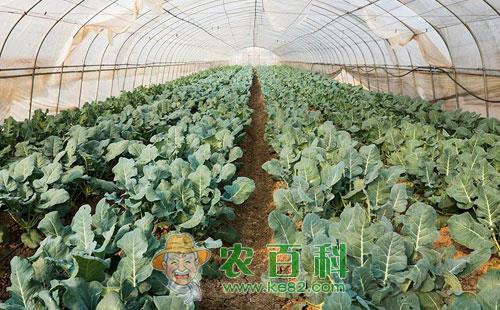 西兰花叶霉病的症状、传播途径及防治方法