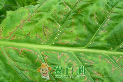 烟草花叶病症状和防治方法
