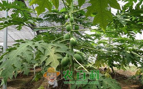 番木瓜高产优质栽培技术总结