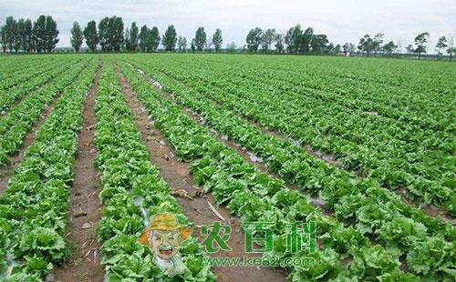 生菜冬夜蛾的形态特征、发生规律及防治方法