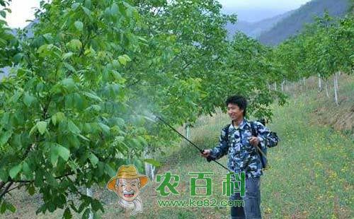 山核桃溃疡病的症状、发病规律及防治方法