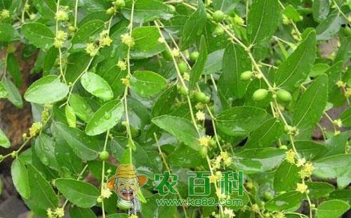 枣树花期僵蕾的症状表现、发生原因及应对措施