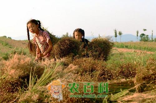 亚麻斑点病的发生危害及防治