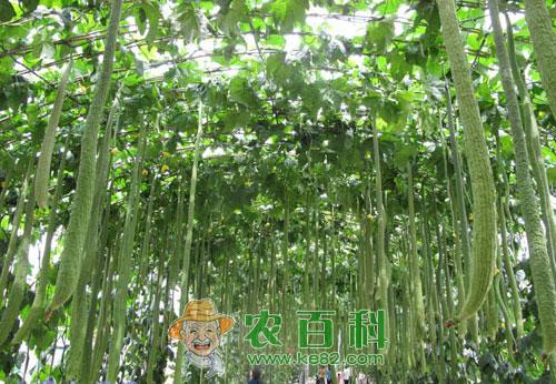 丝瓜猝倒病发病条件及防治措施