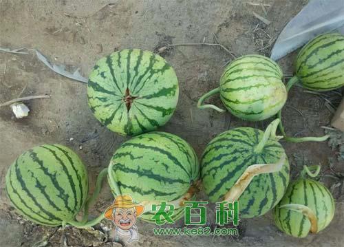 西瓜裂瓜的原因及其解决方法