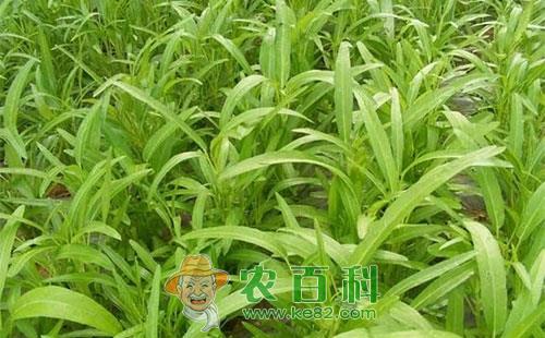 空心菜腐败病的症状表现、发病原因及防治措施