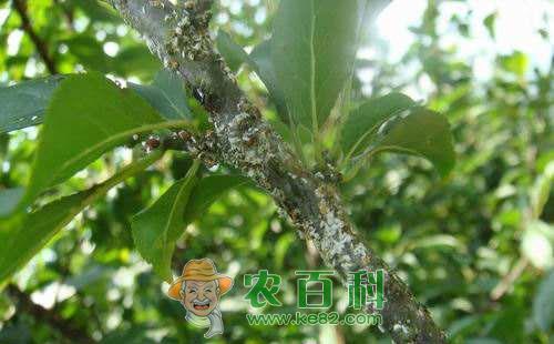 果树蚜虫用什么药,防治措施有哪些?