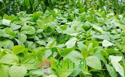 菜豆病害的发生症状、发病条件和防治方法