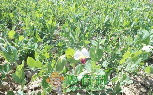 豌豆端大蓟马的危害、发生规律及防治方法