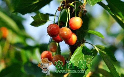 樱桃干腐病的危害症状、发病原因及防治方法