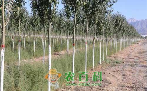 树干涂白有什么用，该选择什么产品？