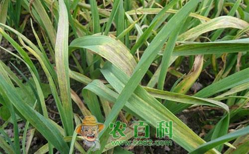 大蒜常见病害成因及防治方法