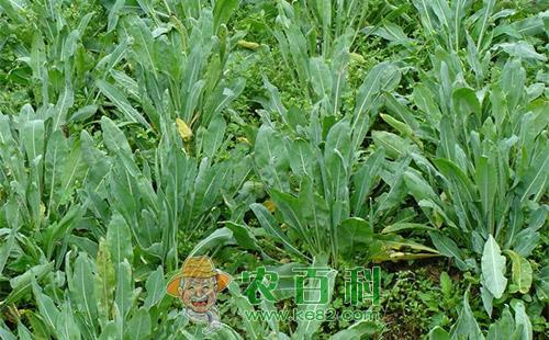 板蓝根霜霉病的田间症状及防治措施详细介绍