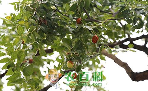 枣疯病的发病症状、原因、规律及防治技术