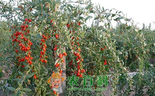 枸杞用肥时间，枸杞施肥技术