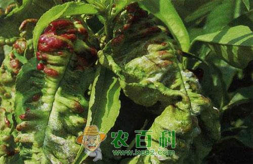 桃树缩叶病用什么药