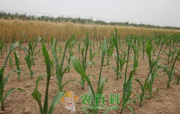 玉米除草剂药害症状、原因和预防措施