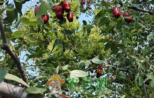 枣树木蠹蛾发生规律及综合防治方法