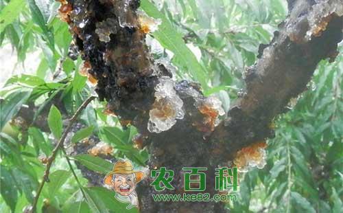 浅析桃树流胶病的治疗方法