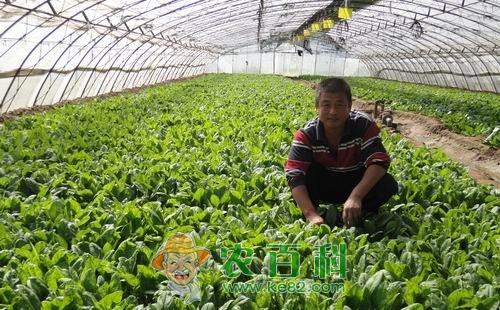 菠菜除草剂的使用方法及使用注意要点