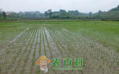 机插早稻田化学除草技术深入分析