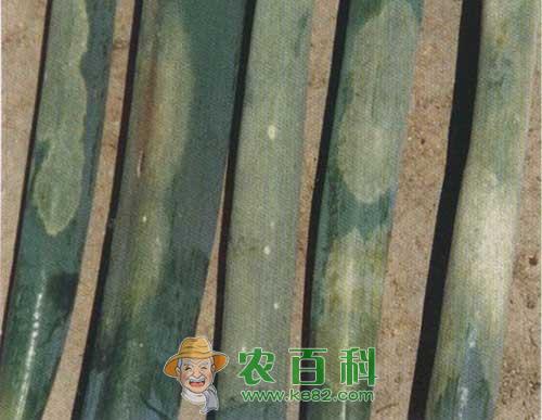 洋葱霜霉病的发生及防治方法
