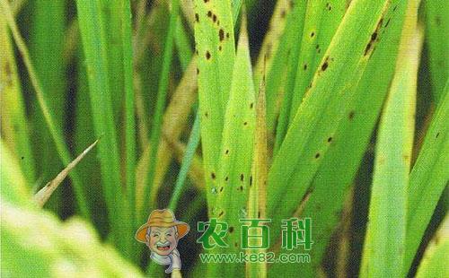 水稻胡麻斑病症状、发病规律、发病条件及防治对策