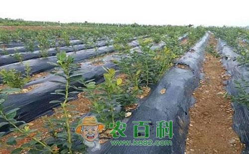 蓝莓该如何防寒，有哪些方法措施？