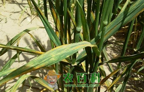 小麦条锈病的发生症状、病原与防治