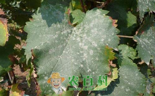 葡萄白粉病的防治方法有哪些，用什么药能治好呢？