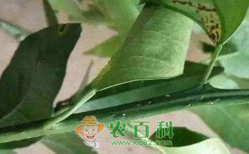 柑橘黑蚱蝉的形态特征、发生规律和防治技术
