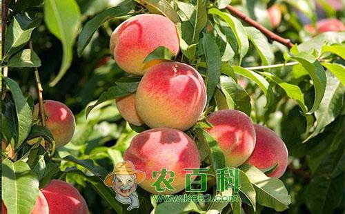 桃树麻皮蝽的为害症状、发生规律、形态特征及防治措施