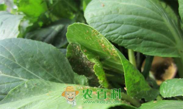 辣椒长蚜虫怎么办，辣椒蚜虫的防治方法