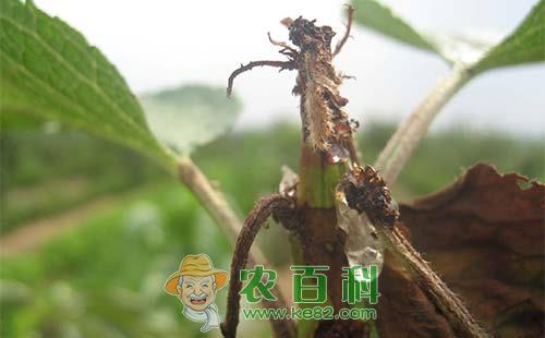 6种樱桃常见病害的症状表现及防治方法
