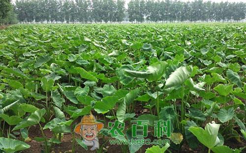 芋头轮斑病的危害症状、传播途径及防治措施